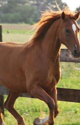 Typische Sachen beim Reiten