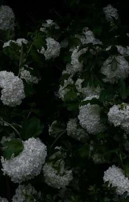 [UmeKoto] - mọi người đều thích anh