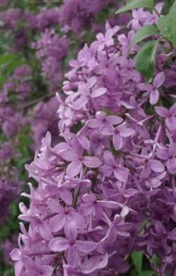 Un fiore di lillà mai sbocciato.