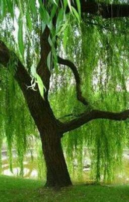 Under a Willow