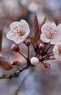 Under the Cherry Blossom Tree