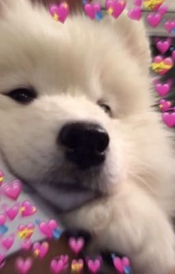 uwu | for my followers <3