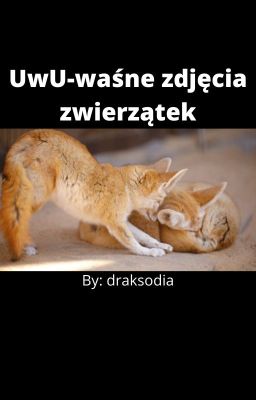 UwU-waśne zdjęcia zwierzątek