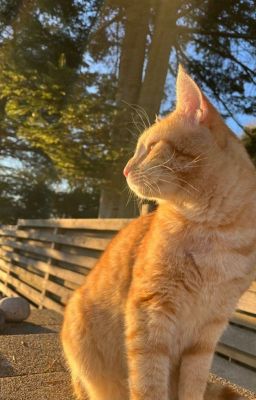 [Vicho] Những mẩu truyện ngẫu hứng