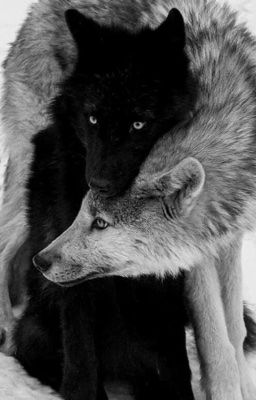 【 Vipeus 】 Mưu đồ đã lâu