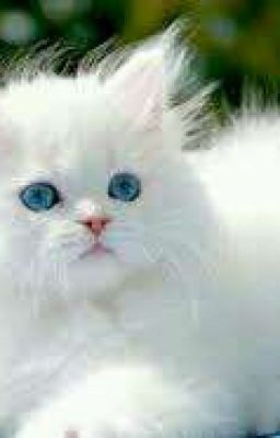 warrior cat adoption 