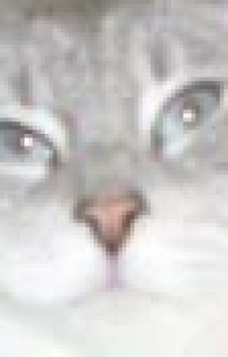 warrior cat name generators