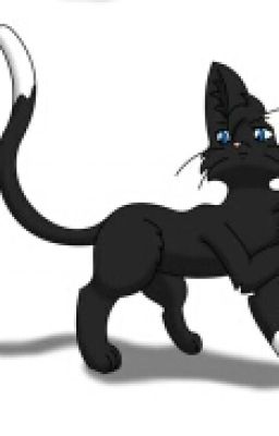 Warrior Cats Namen Maker