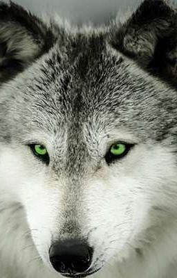 Warrior wolfes