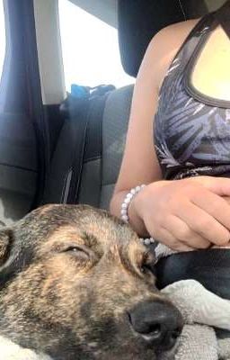 WE GOT A PUPPYYYY
