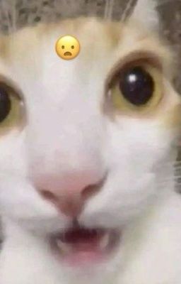 |whc| x |ohsh|  gia đình là số 1
