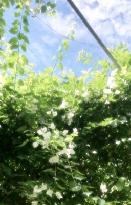 •White bougainvillea•