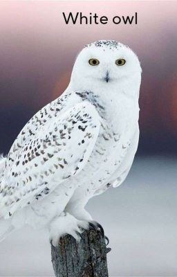 White Owl (Drarry)