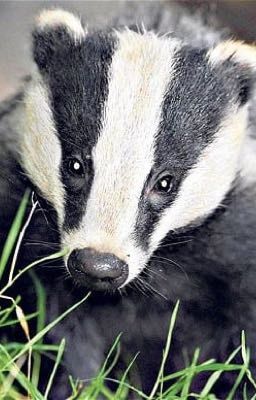 Why Badgers Got Their Black Stripes