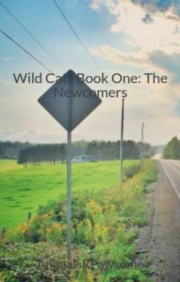 Wild Cats Book One: The Newcomers