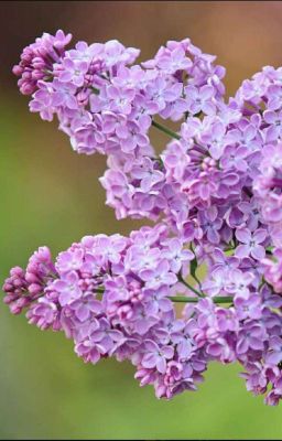 Wilting flower, comes back in spring