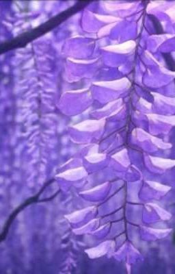 Wisteria- Tình yêu vĩnh cửu