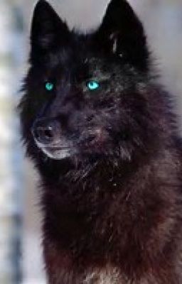 Wolf im Schnee