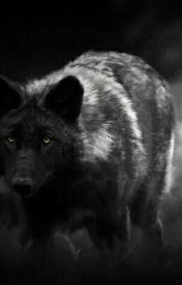 Wolf of the night /Nábor do DOTS/