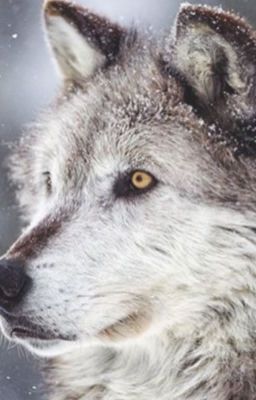 Wolf roleplay 