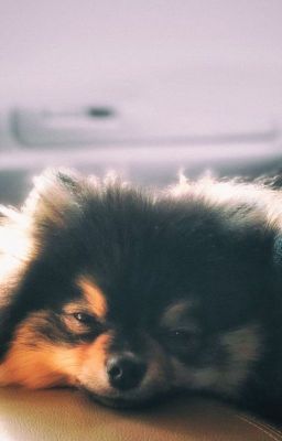 WOOF [ Yeontan+Bam ]