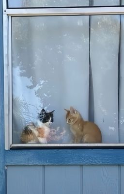 woosangz | hãy cho con chịu đau khổ thay em.