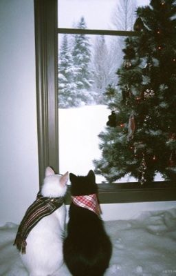 Xmas || Marhoon