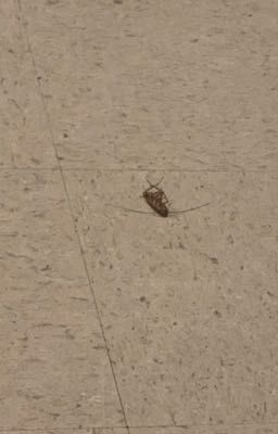 Y/n x the roach in my schools floor