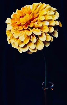 Yellow Chrysanthemums