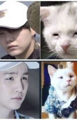 yoongi is a cat