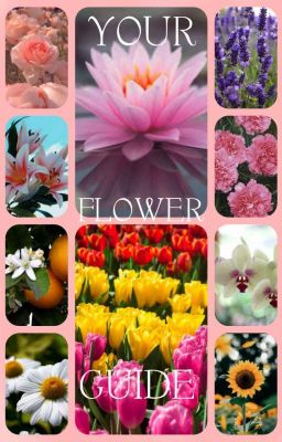 ☆.* Your flower guide *.☆