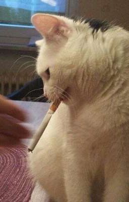 【 Zeka - Kingen 】- Học hành