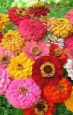 Zinnias