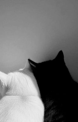 ˗ˏˋ ⎯  allrhy | tình yêu bị méo mó.