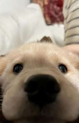 ˗ˏˋhiếu quanˎˊ˗ sweetie