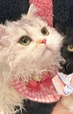 ٠࣪ꫂ 𝒇𝒂𝒅𝒐 ᝰ.ᐟ nhà.