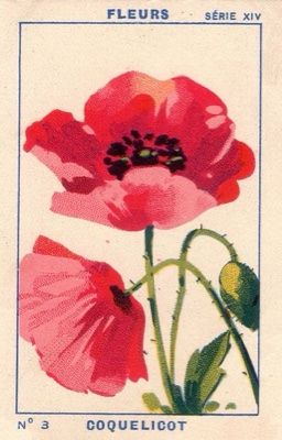 마주, cử chỉ cuối của tình yêu