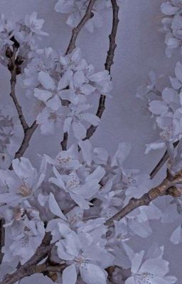 𝐜𝐫𝐨𝐰𝐧 𝐩𝐫𝐢𝐧𝐜𝐞. | 𝙝𝙖𝙞𝙠𝙮𝙪𝙪!! 𝙢𝙞𝙨𝙘𝙚𝙡𝙡𝙖𝙣𝙚𝙤𝙪𝙨 𝙖𝙪𝙨 