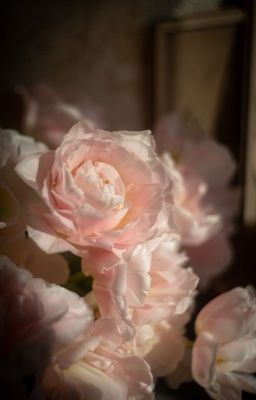 𝐟𝐚𝐤𝐞𝐧𝐮𝐭 ౨ৎ penhaligon's duchess rose