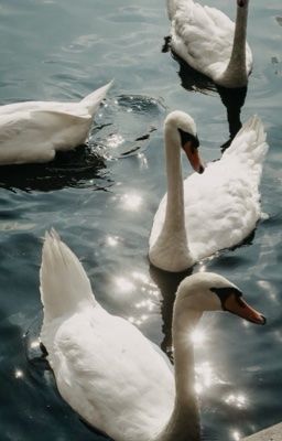 #𝐠𝐬𝐝. ⁴˚ PHẢN DIỆN