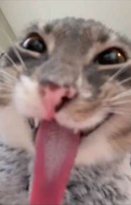 𝙘𝙝𝙤𝙠𝙚𝙧 ୨ৎ sếch