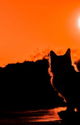 𝚂𝚃𝚁𝙰𝙽𝙳𝙴𝙳 // A Warrior Cats Roleplay(Complete)